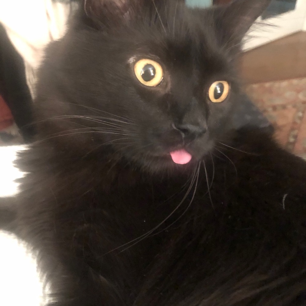 Meet your Posher, Madeleine